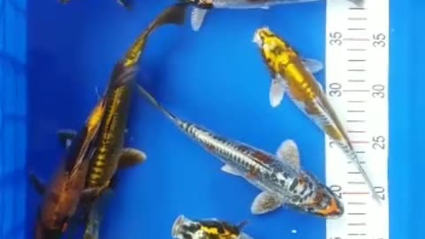 koi fish ready for sale