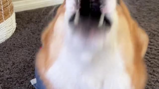 Corgi brains don’t wake up until later in the afternoon #riddle #puzzle #empty #dogs