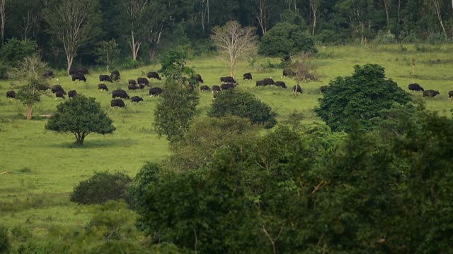 Wild Gaur grazing in the tropical forest.