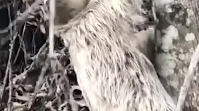 Sloth Says thanks to Man Who Helped Him..