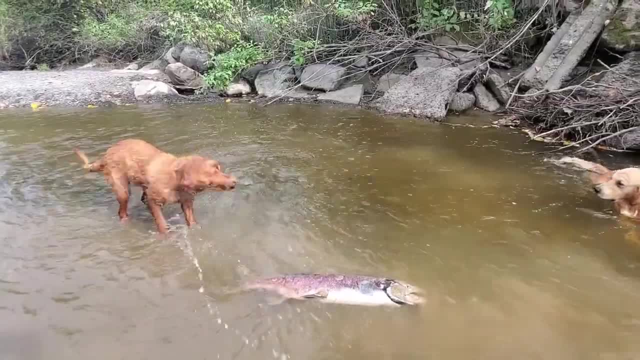 Golden Retrievers discover a salmon at the river