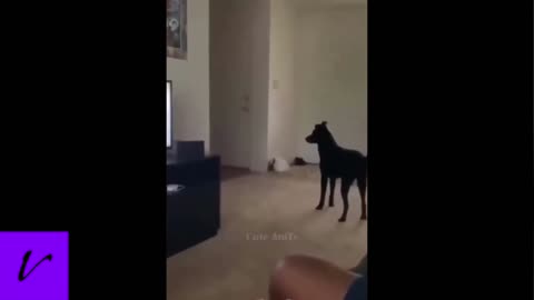 Cute dog gets bamboozled.