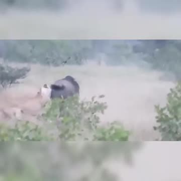wild beast vs lion fight