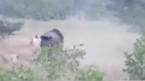 wild beast vs lion fight