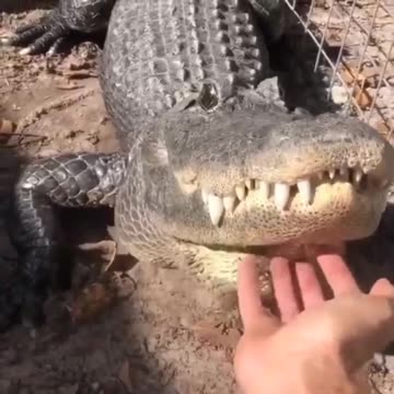 Maximum stupidity imo