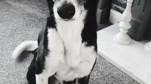 Funniest DOG Videos Ever!!