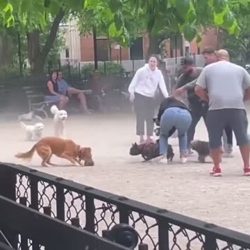 Giant Rat At A NY Dog Park