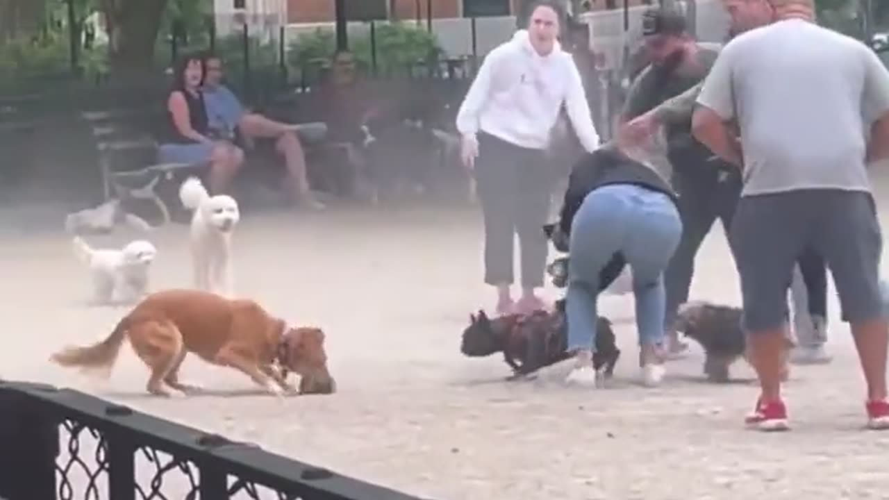 Giant Rat At A NY Dog Park