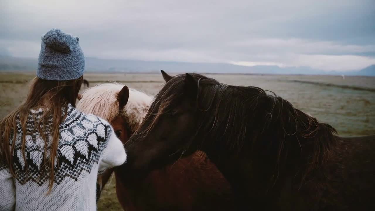 Back view of young brunette woman stocking two beautiful Icelandic horses