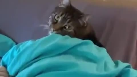 Cute Cat 😺🐈 reaction