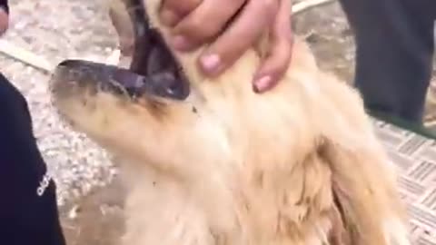 FUNNY ANIMALS VIDEOS TRY NOT TO LAUGH 🤣 FUNNY CATS | FUNNY DOGS | CUTEST ANIMALS Eps 023 #SHORTS
