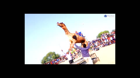 Camel fanstastic dance