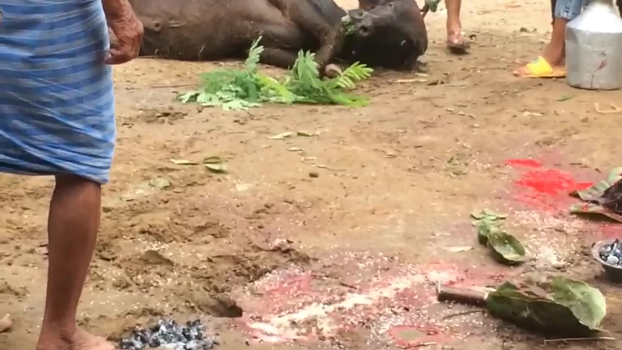 Buffalo sacrifice by Muslims for Eid