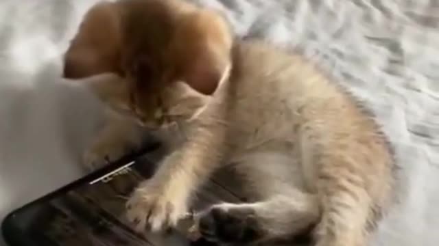 😻 Funny and Cute Cat Video - Try not to fall in love😻