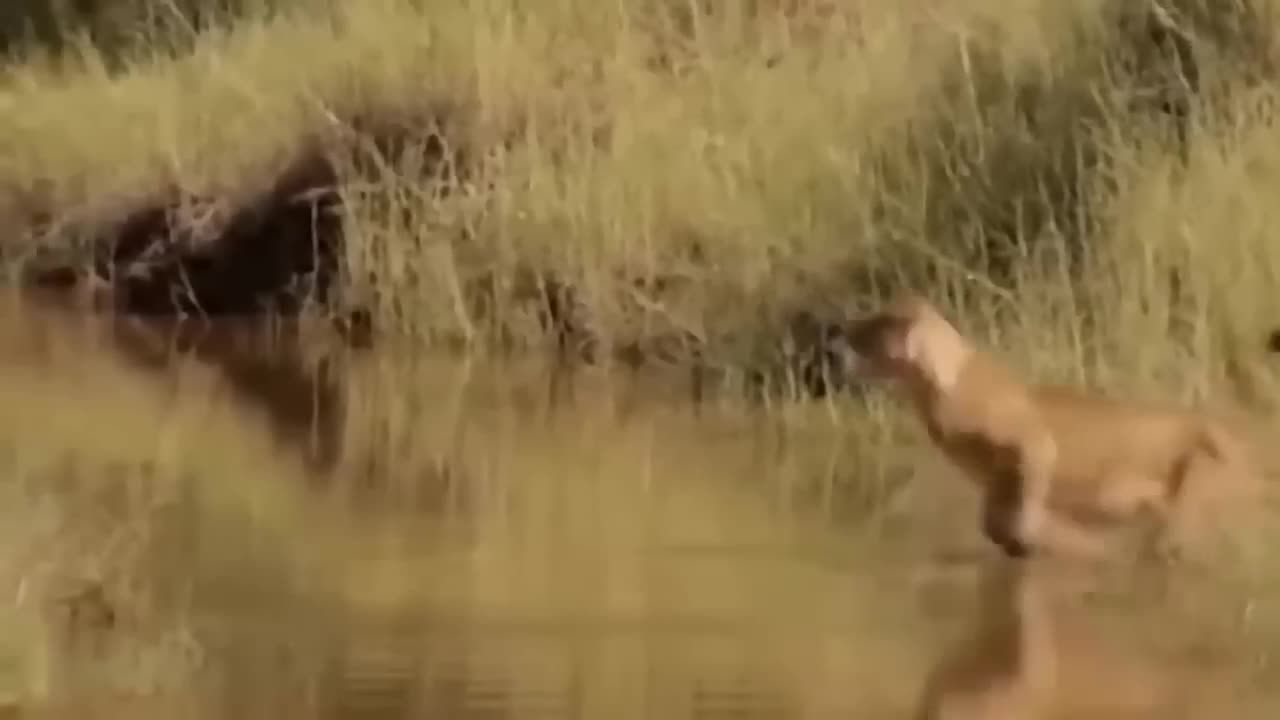 Snake recklessly steals eagles eggs and gets discoverds