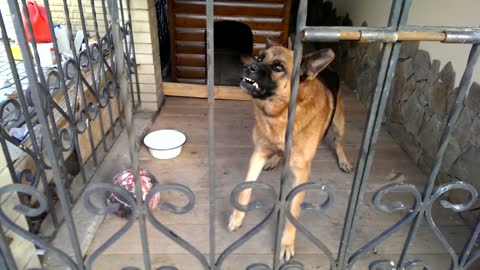 ANGRY DOG..