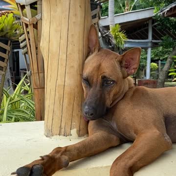 Tears of Freindly Dog