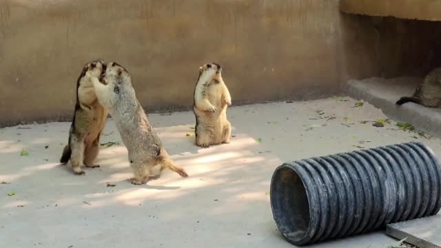 One of the confusing behaviors of animals, the groundhog persuades the fight