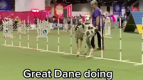 Great Dane doing agility drills