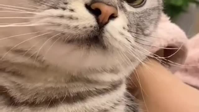 Cute Cats and Funny Animals Compilation 😹 Try Not To Laugh Challenge - Cute Cat 5