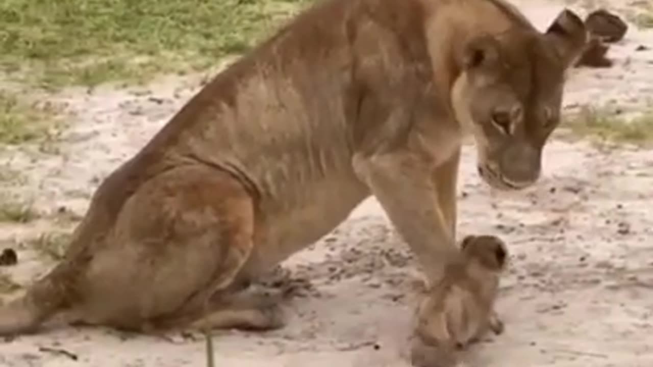 2 Week Old Cute Cub With its Mom #shorts #viral #shortsvideo #video