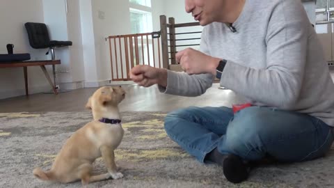How to train your puppy - 1 first 5 things