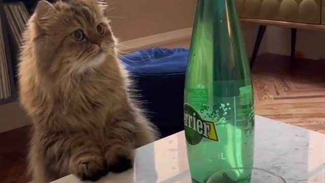Cat reaction๐๐๐
