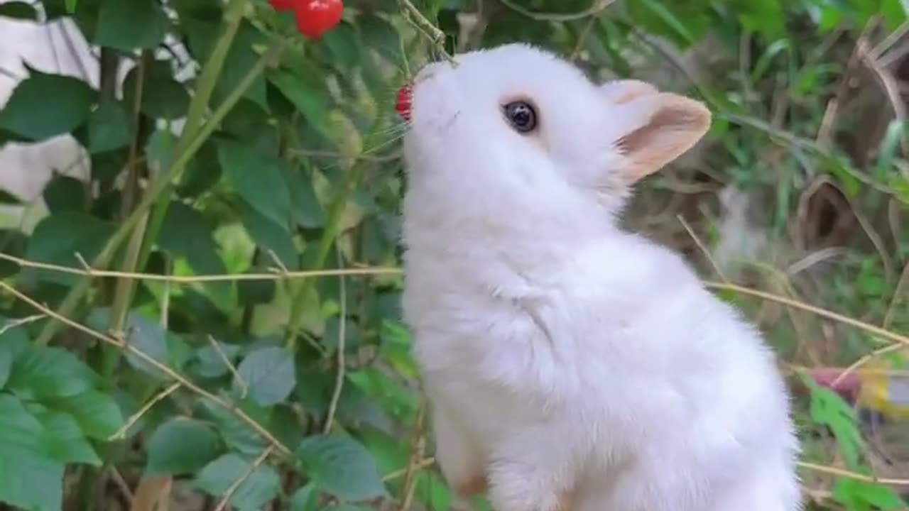 "Adorable Rabbit Goes on a Barrier-Busting Spree!"