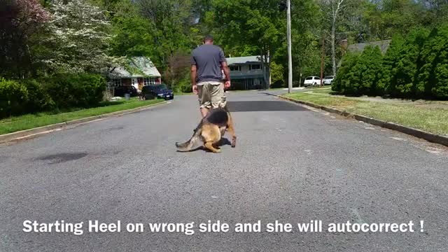 German Shepherd with some aggression issue