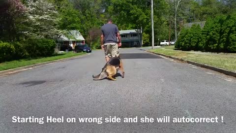 German Shepherd with some aggression issue