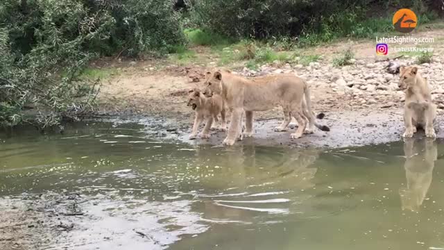 Lion Cubs Scared of Crossing Water_Cut2