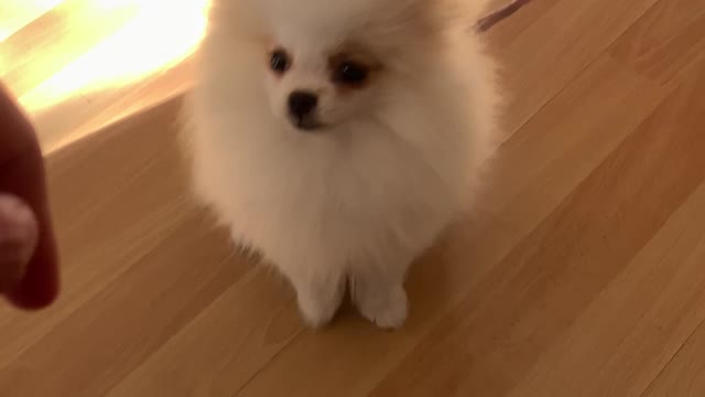 Cute and Funny Pomeranian​ 😍 OMG Such a Cute Dog ♥Best Funny Cute Pomeranian #Shorts #Cutedogs