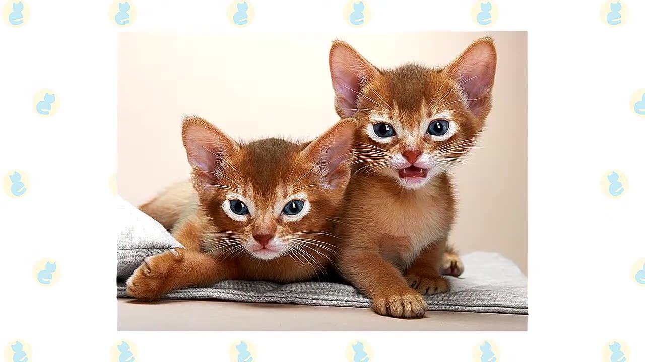 Chausie Cat VS. Abyssinian Cat