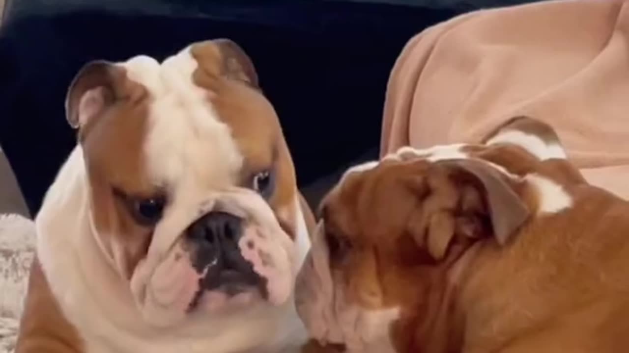 Check out sad moments with dogs