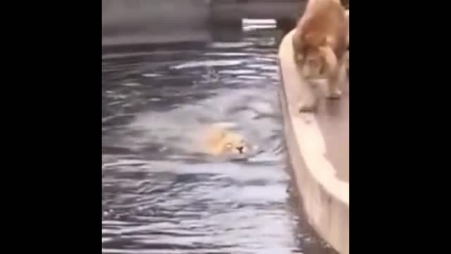 Big brother, why did you go swimming?