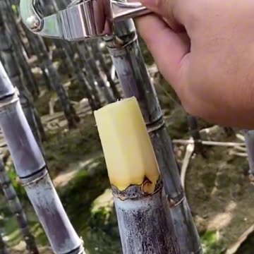 Lol | What A Technology 😂😂😂 #Trick #Viral #Funny #Machine #Sugarcane