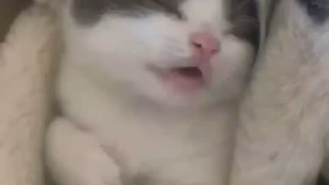 Cat cute baby sleeping