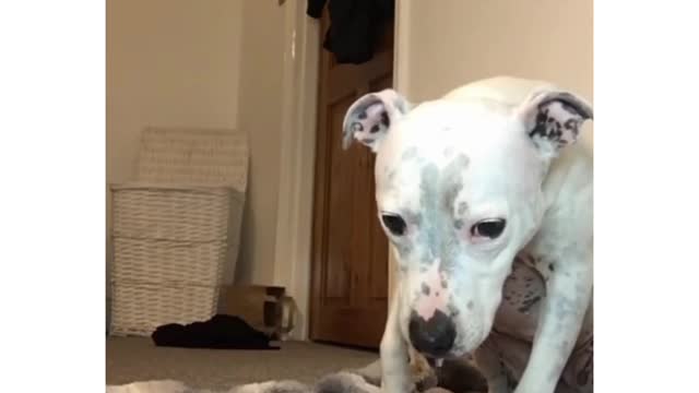 Cute and funny dogs video