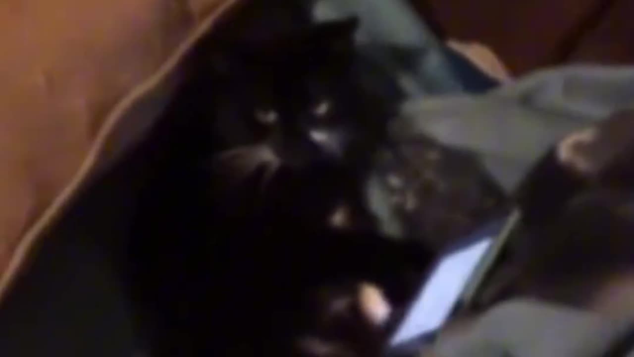 This cat was caught red-handed