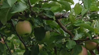 Apple orchard