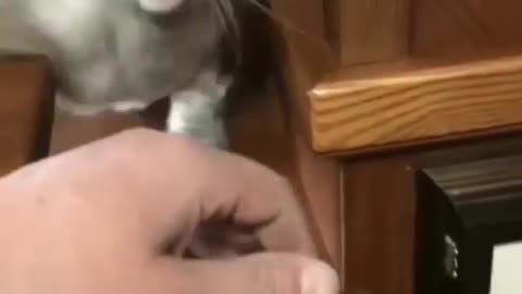 HAVE YOU EVER GOT BITTEN BY YOUR CAT? CHECK