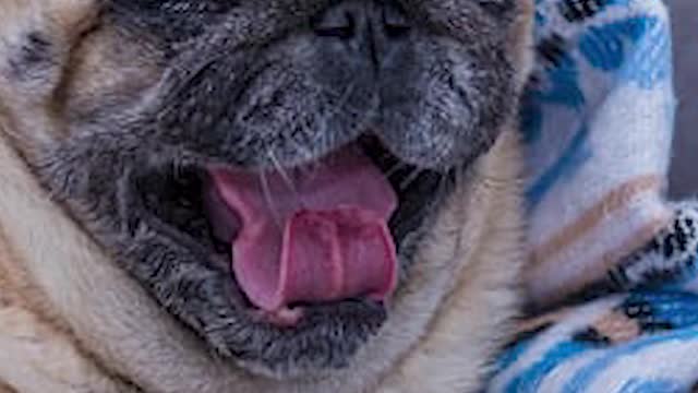 PUG PODE DORMIR NO QUINTAL?