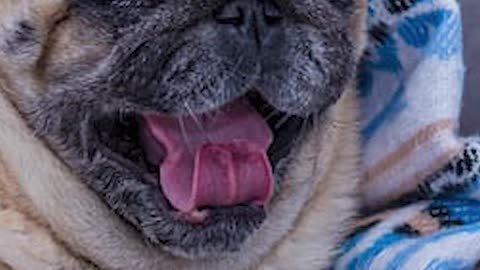 PUG PODE DORMIR NO QUINTAL?