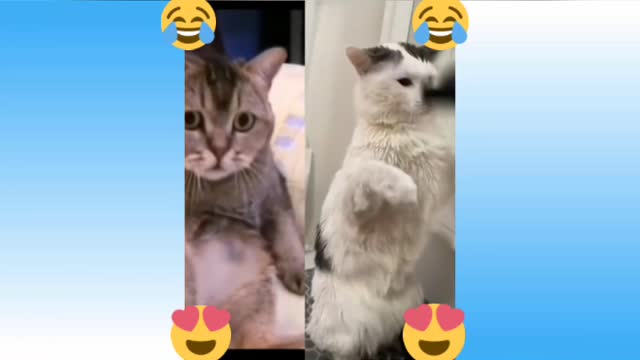 Funny, cute cats compilation Only cat lovers watch this.