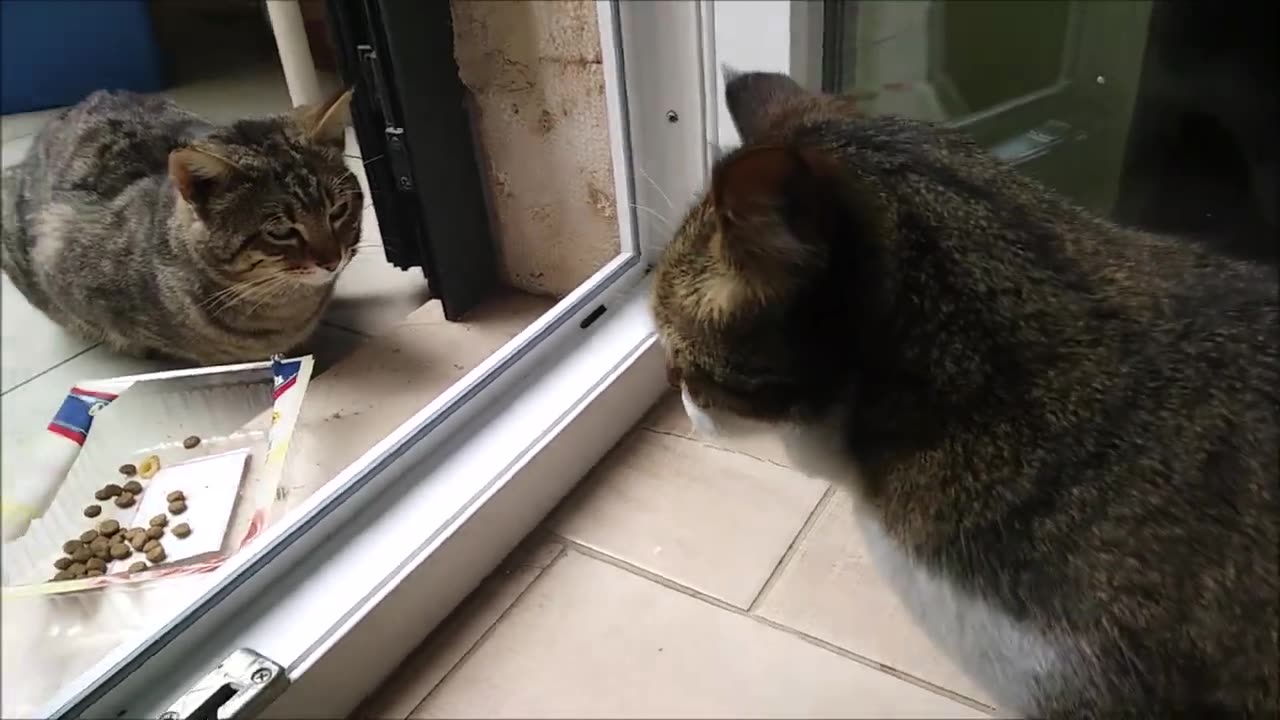 Funny cats moments 2023 | My cat is jealous of a street cat and wants to take away its food.