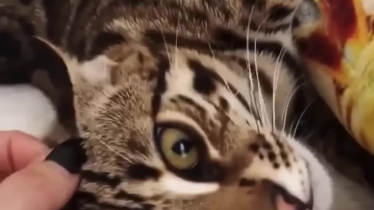 Lustige und herzerwärmende Momente aus der Tierwelt! 🐾😄