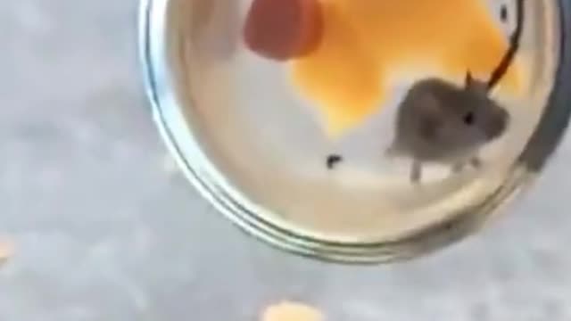 So this how my day is going... 😭😂 #viral #funny #fypシ #comedy #foryouoriginal sound - Funny Videos 😂