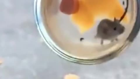 So this how my day is going... 😭😂 #viral #funny #fypシ #comedy #foryouoriginal sound - Funny Videos 😂