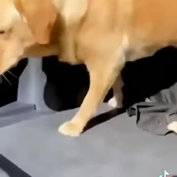 Best Funny Animal Videos of 2022 P2