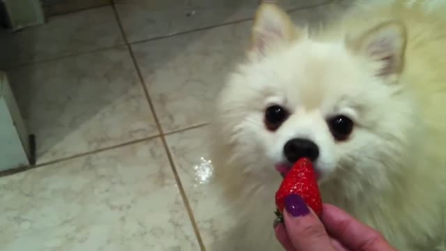 Pomeranian thinks he is a cat and eats strawberries